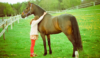 How Owning a Horse Can Benefit Your Health