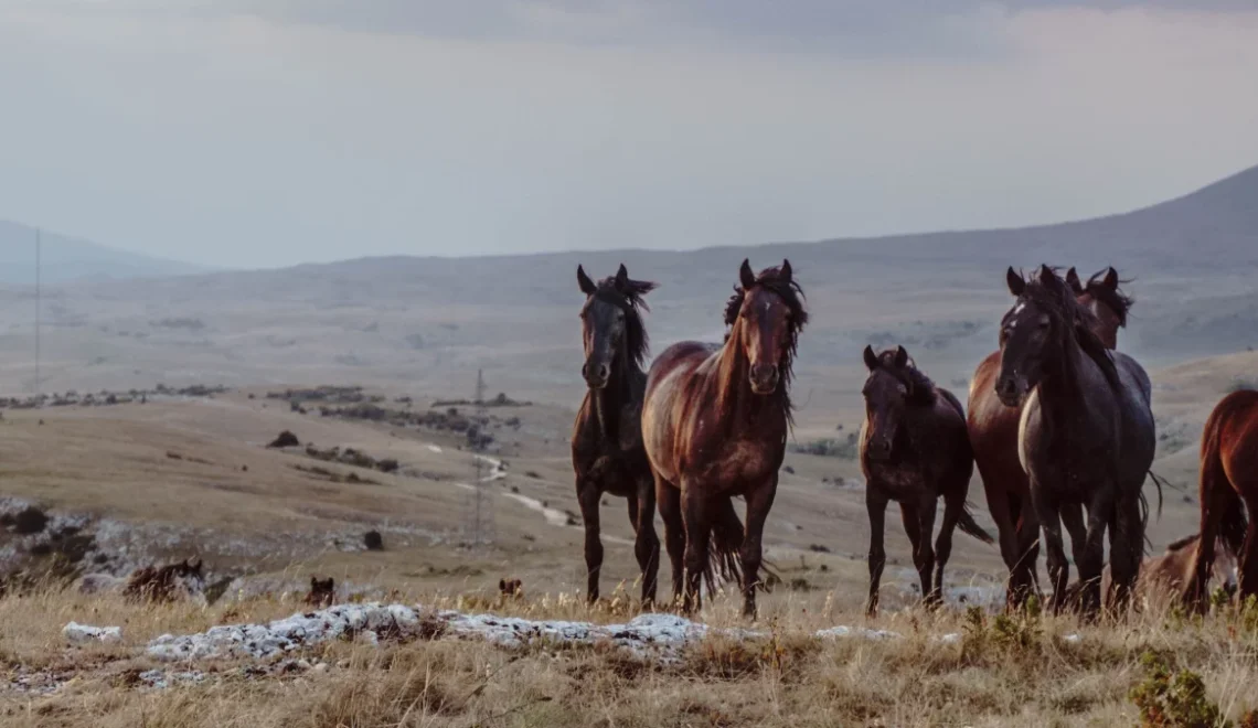 10 Irresistible Reasons for BLM Mustang Adoption