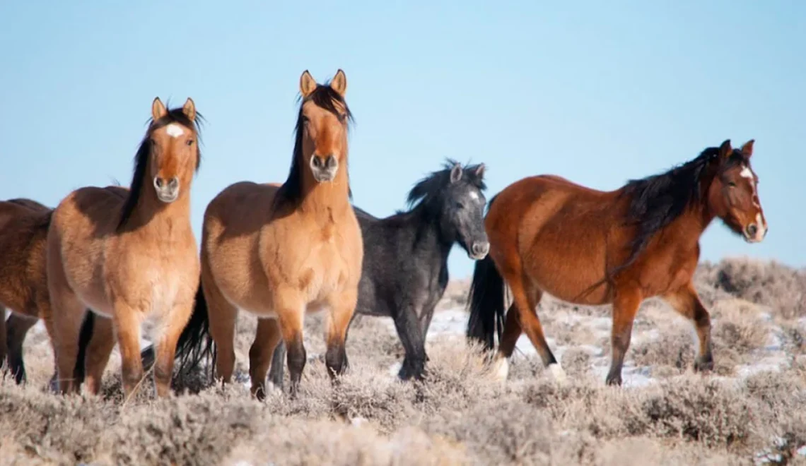 5 Mustang Horse Facts You Should Know