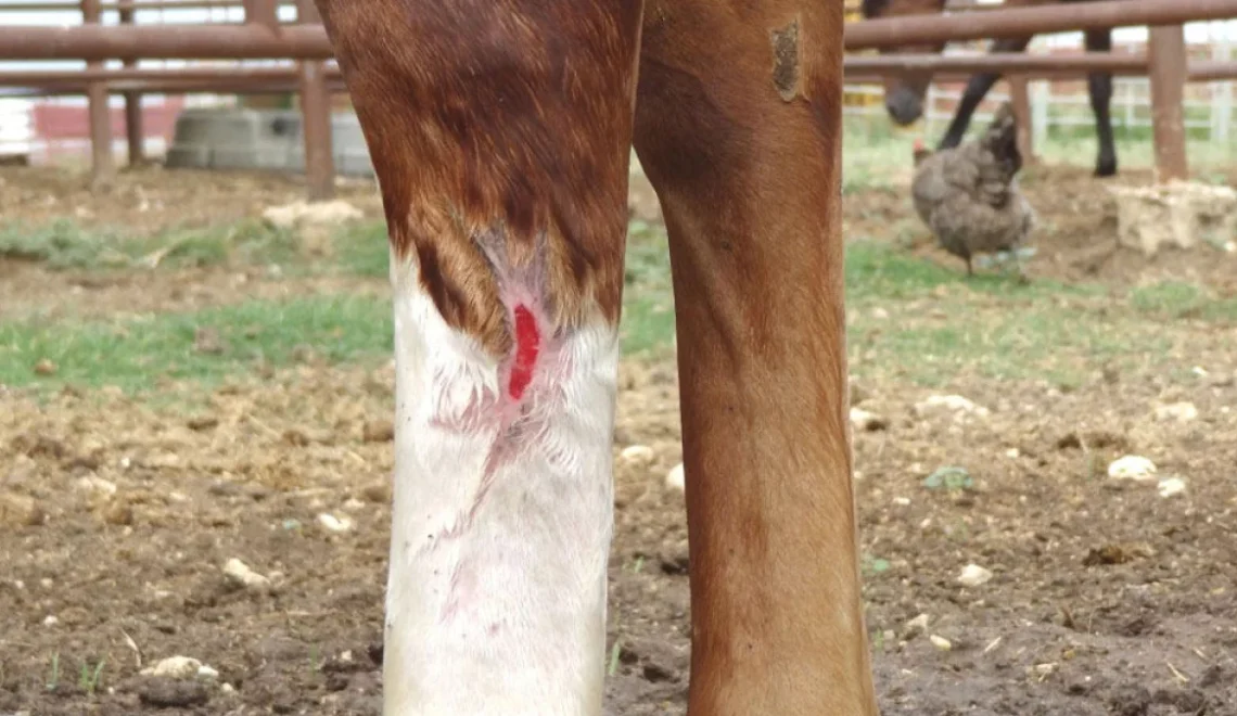 A Complete Guide to Proud Flesh Horse Treatment and Care