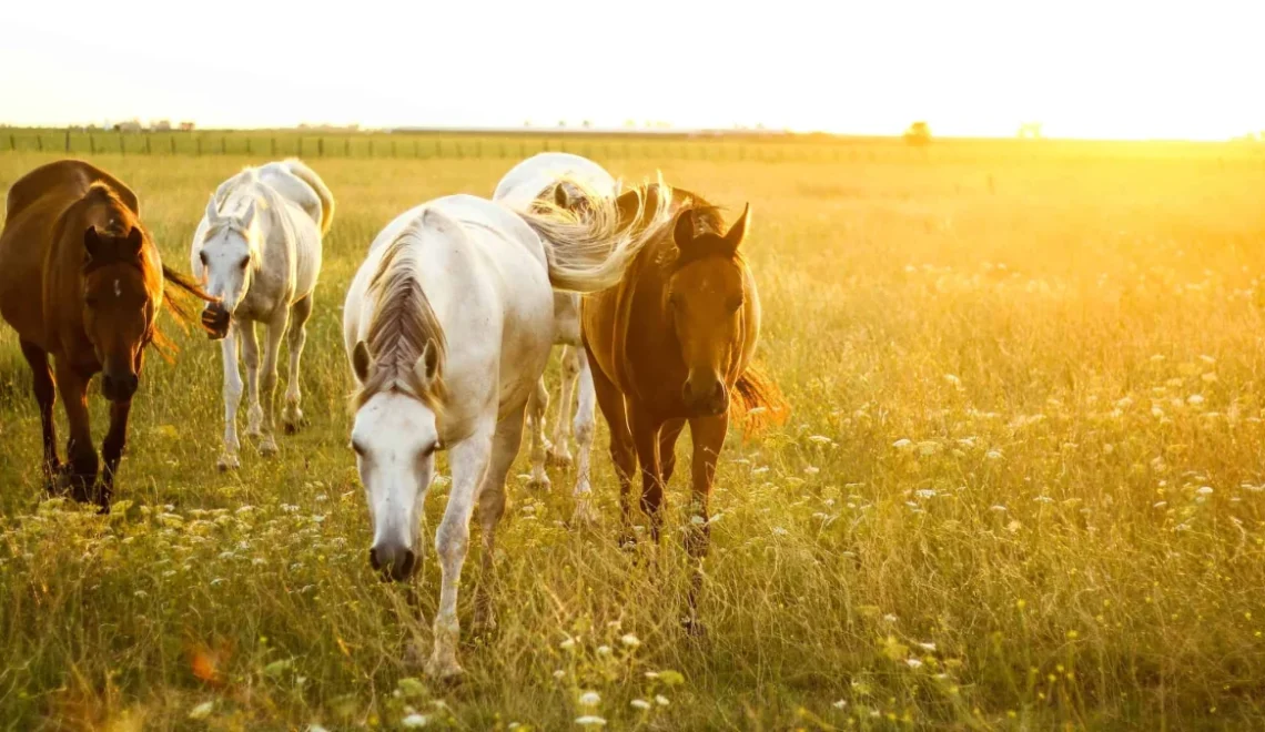 A Comprehensive Guide For Ranchers on Horse Cost