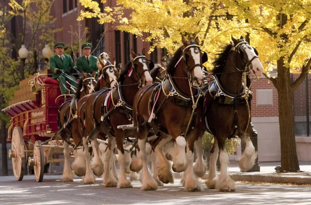 A-Photo-Ready-Experience-of-Budweiser-Clydesdale-Stables