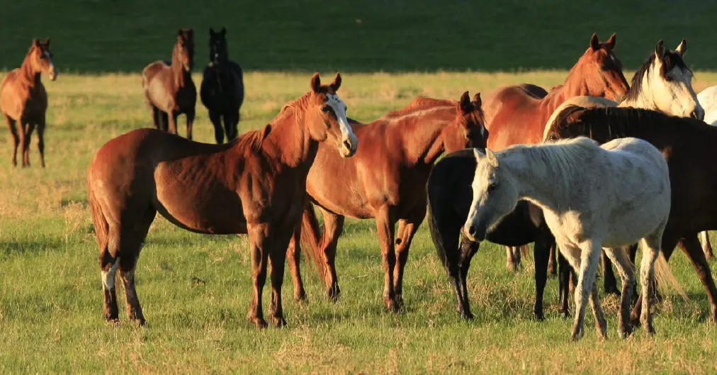 A-breathtaking-photo-of-a-herd-of-mustangs-galloping-across-a-desert-landscape