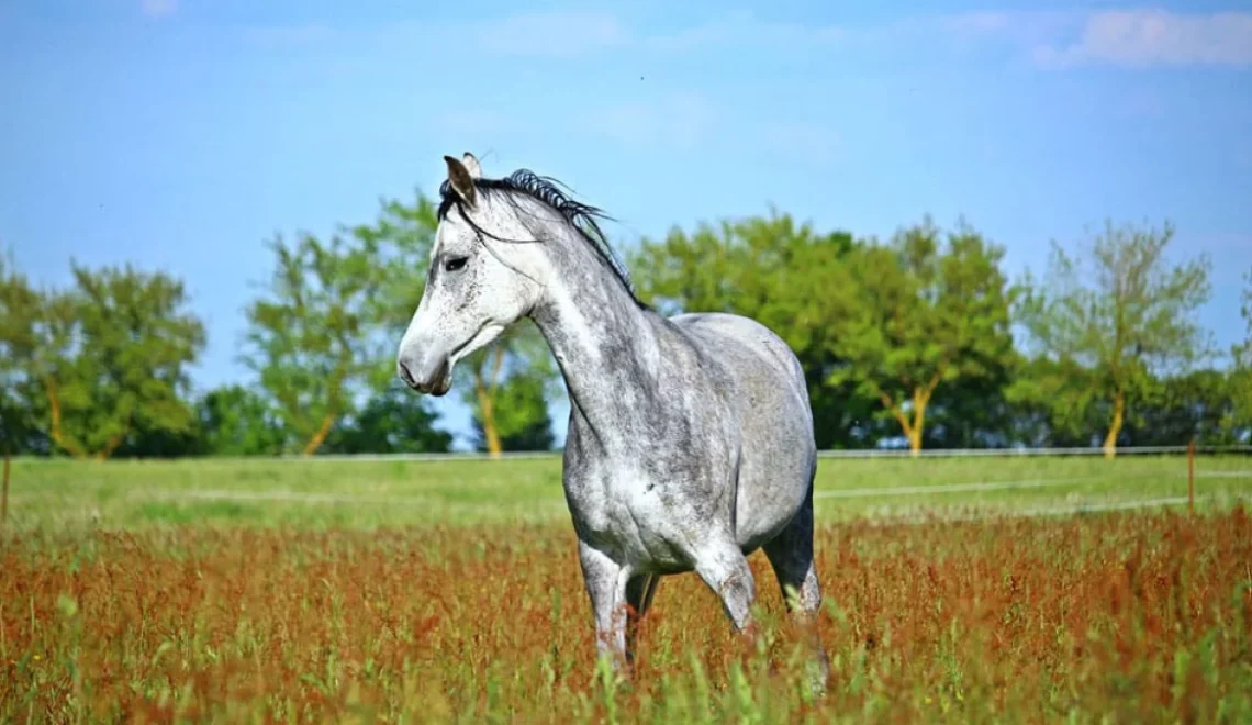 Are Arabian Horses Too Spirited for Riders