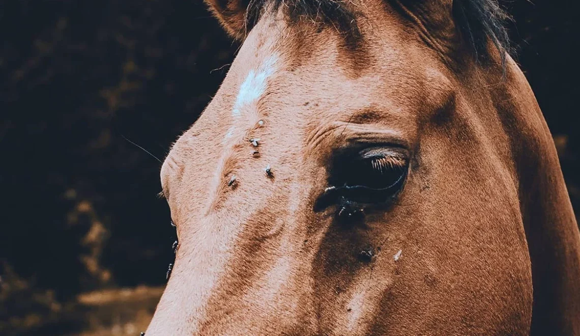 DIY Fly Spray for Horses