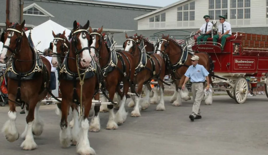 Explore a 360° Tour of the Budweiser Clydesdale Stables