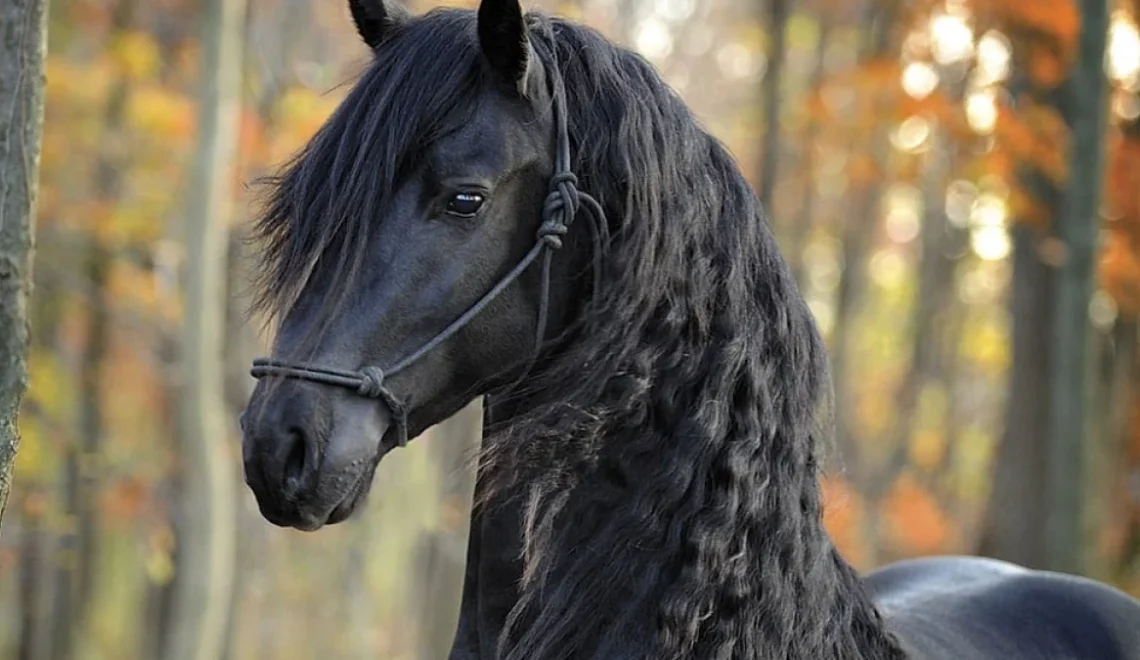 Friesian Horses The Legacy of Midnight Majesty