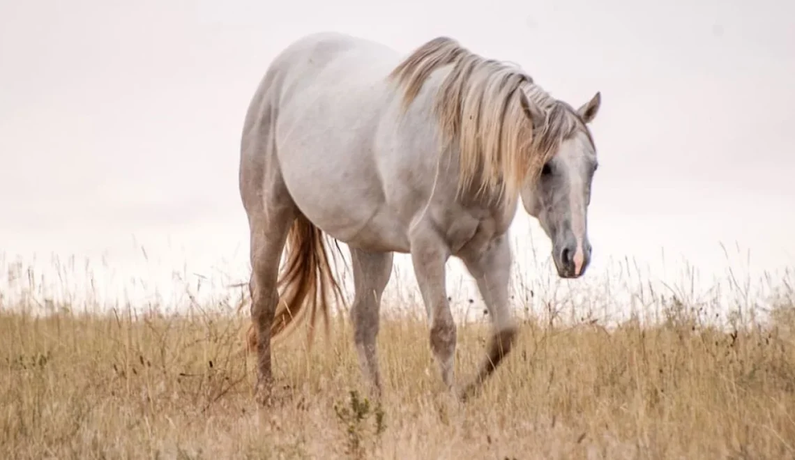 How Long Do Horses Live