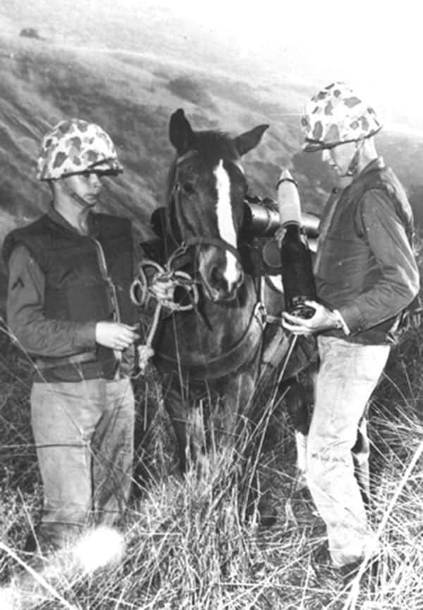 Sergeant-Reckless-Relaxing-with-the-Marines