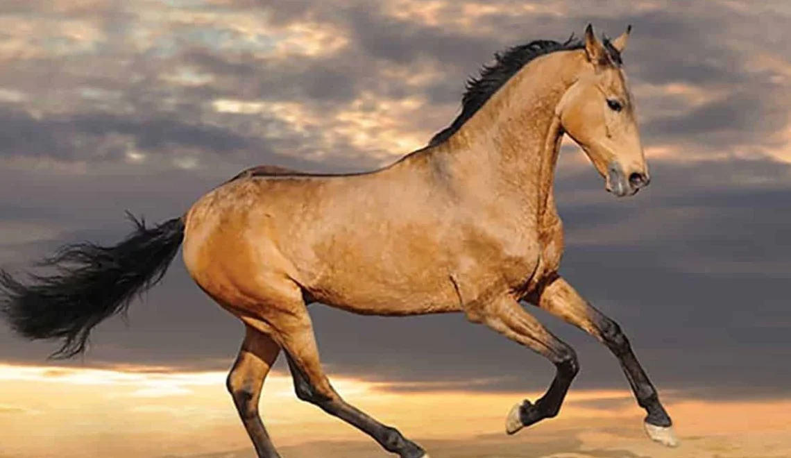 Spanish Barb Horse Legendary Origins of an Equine Icon