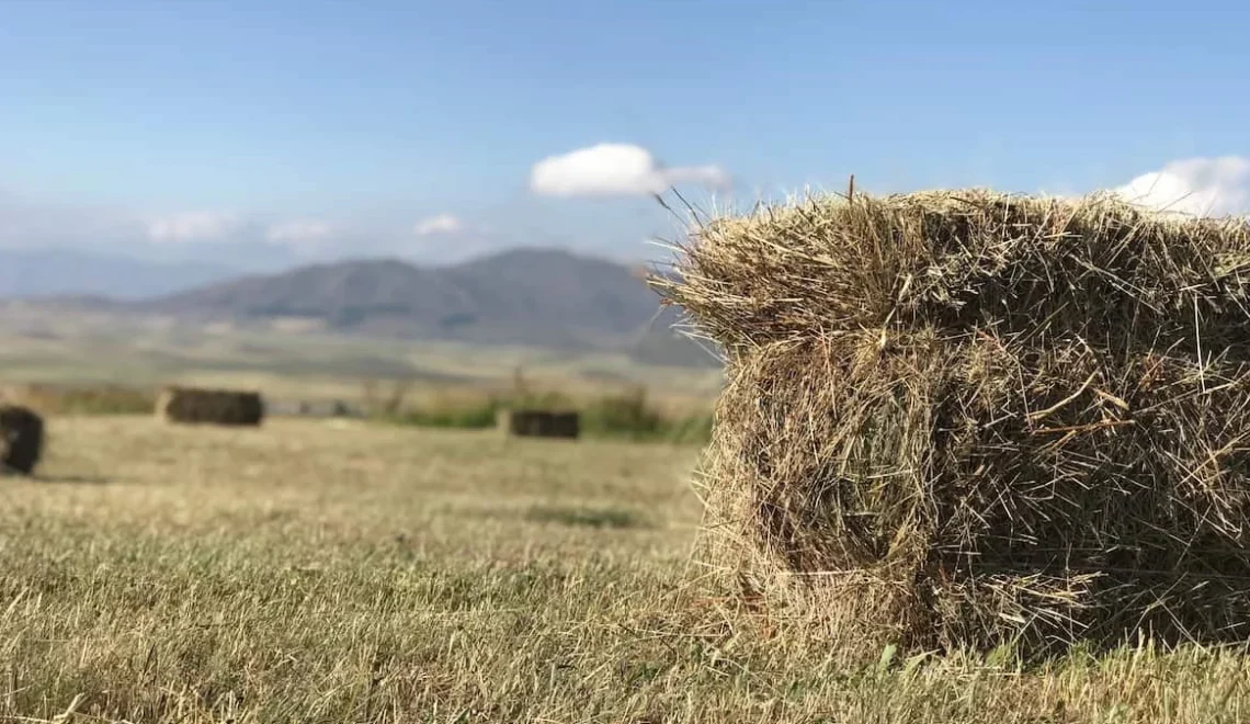 The Cost Of Horse Hay Per State