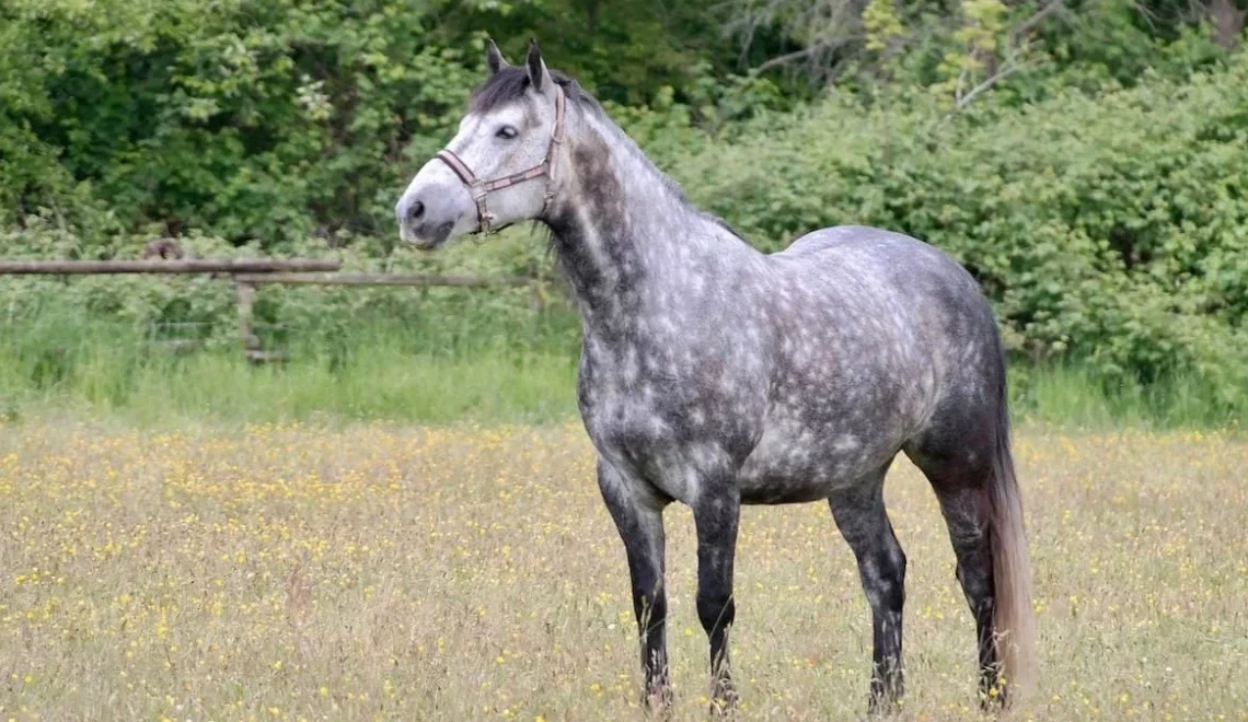 The Irresistible Charm of Dappled Horses