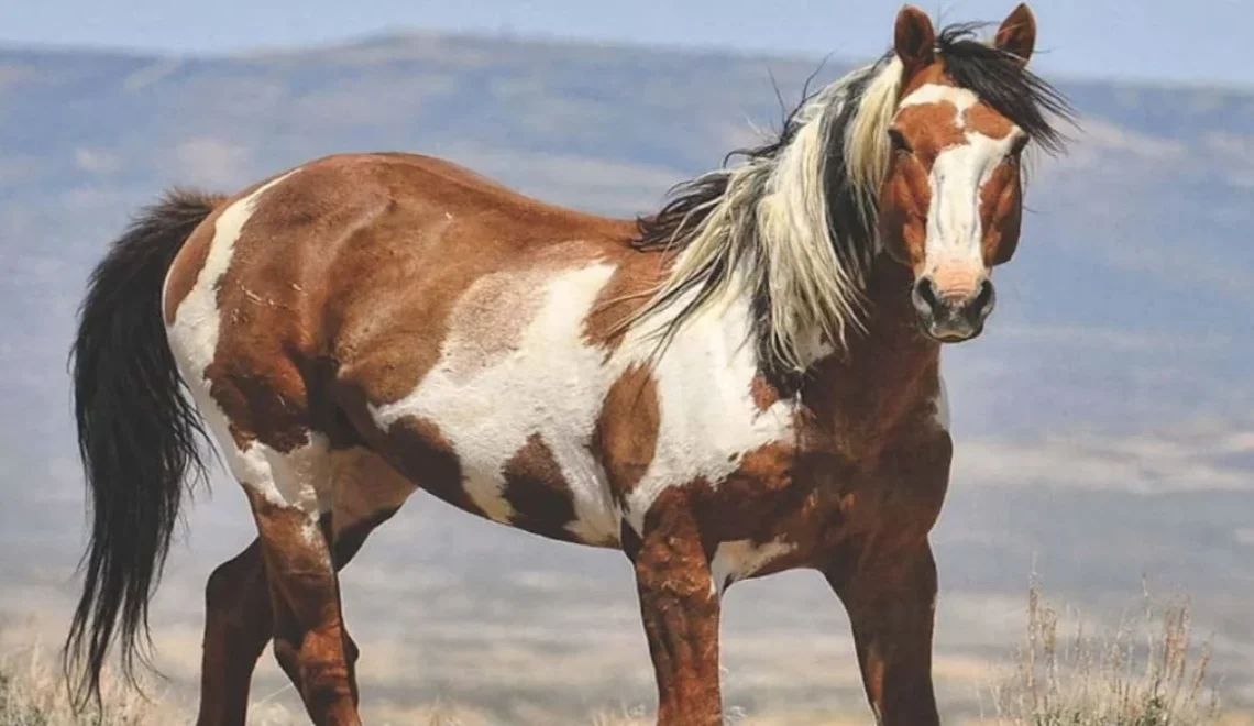 The Wild Picasso Mustang Who Became a Legend