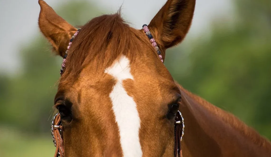 Top 20 Southern Western Horse Names Full of Charm & Grit