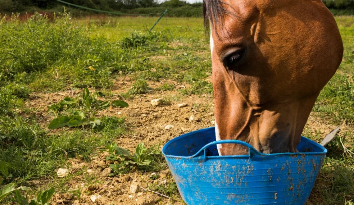 Top All-Around Supplements for You & Your Horse