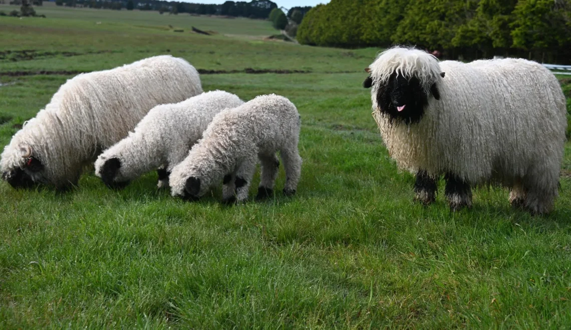 Valais Blacknose Sheep