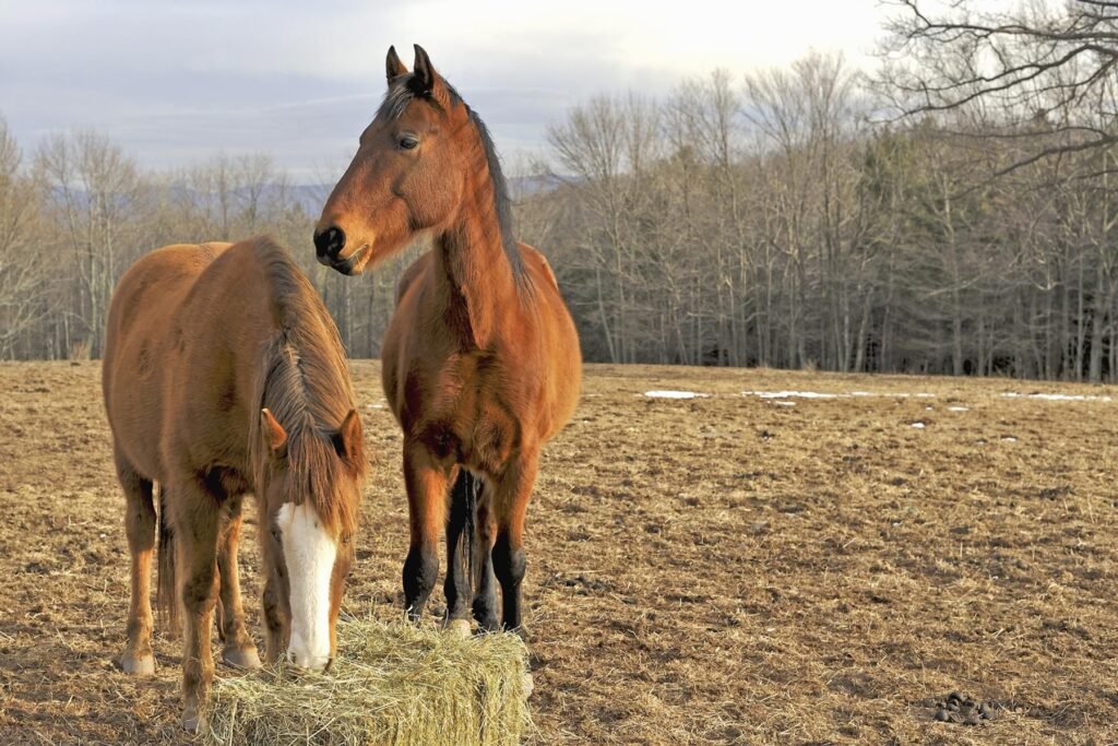 horse-enjoying-hay