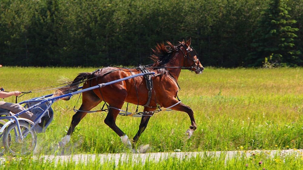 Arabian-Horse