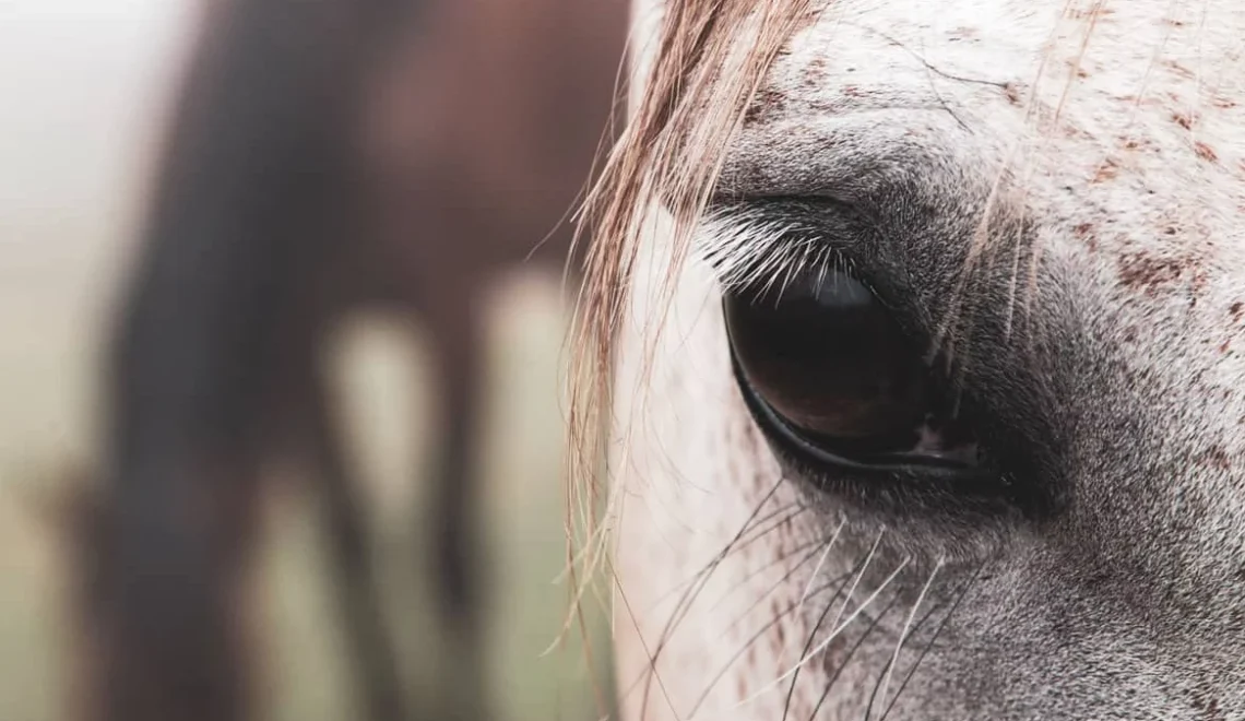 Eye Issues in Horses