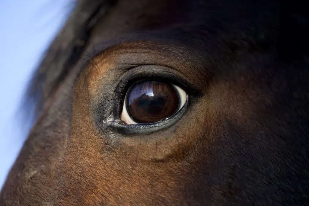 Horse-Acute-Blindness-1