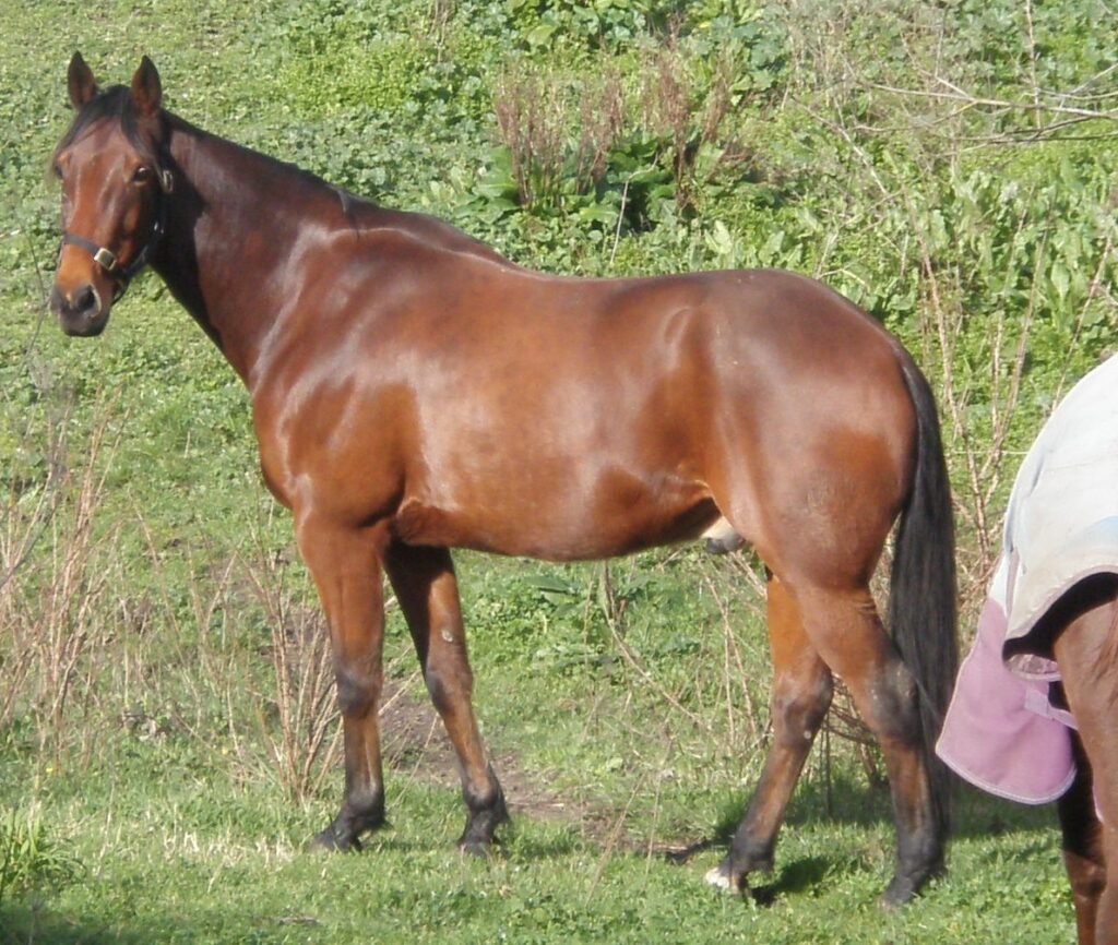 Standardbred