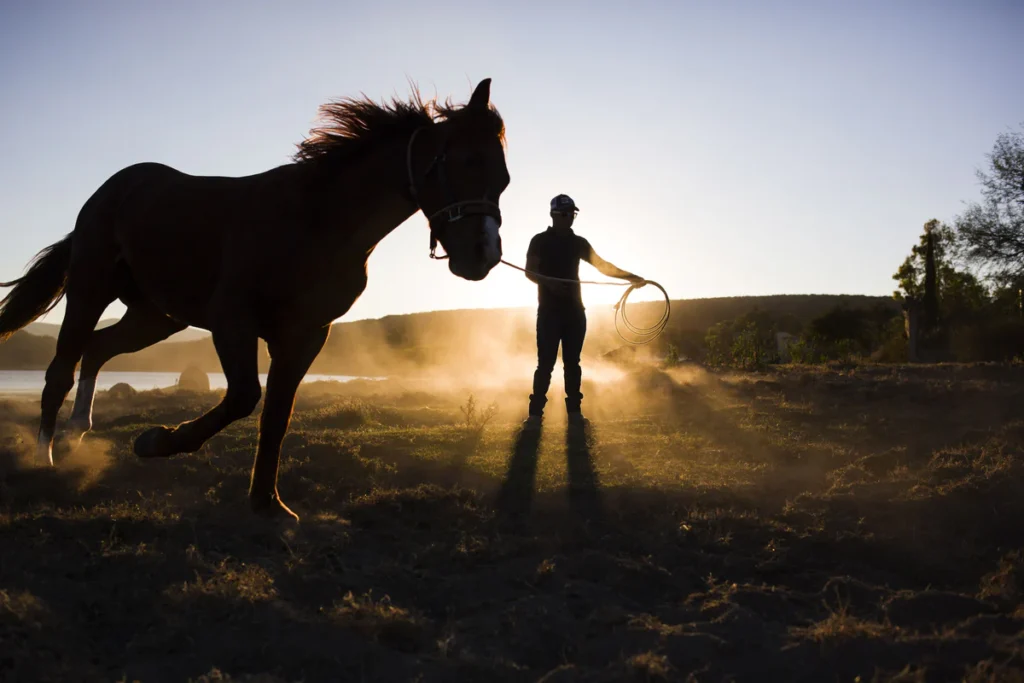 Training-a-Young-Horse